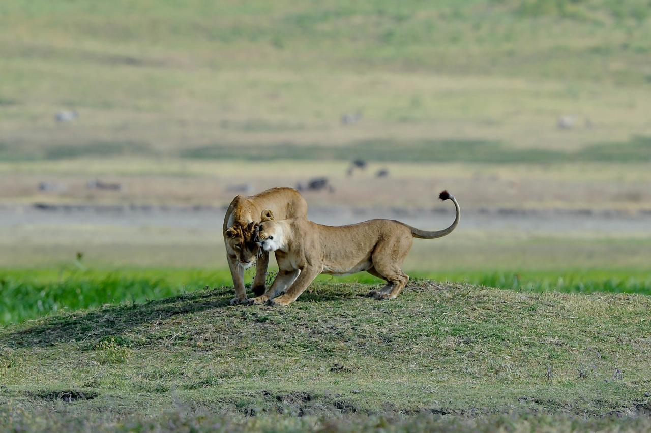 Ngorongoro Serena Safari Lodge Экстерьер фото